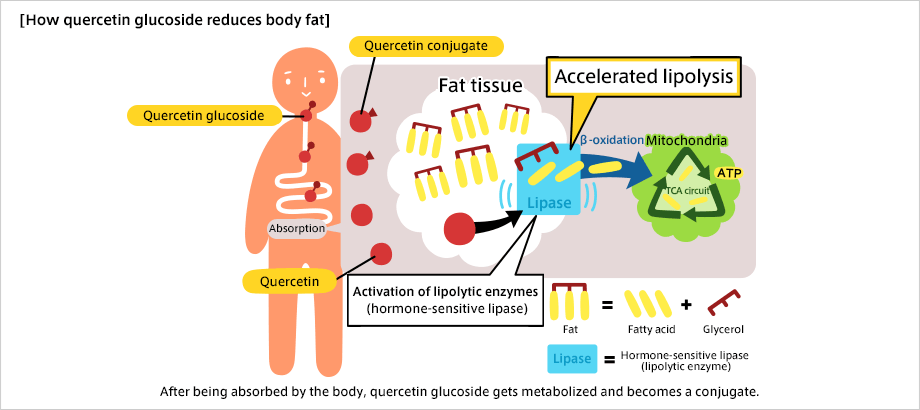 How quercetin glucoside reduces body fat