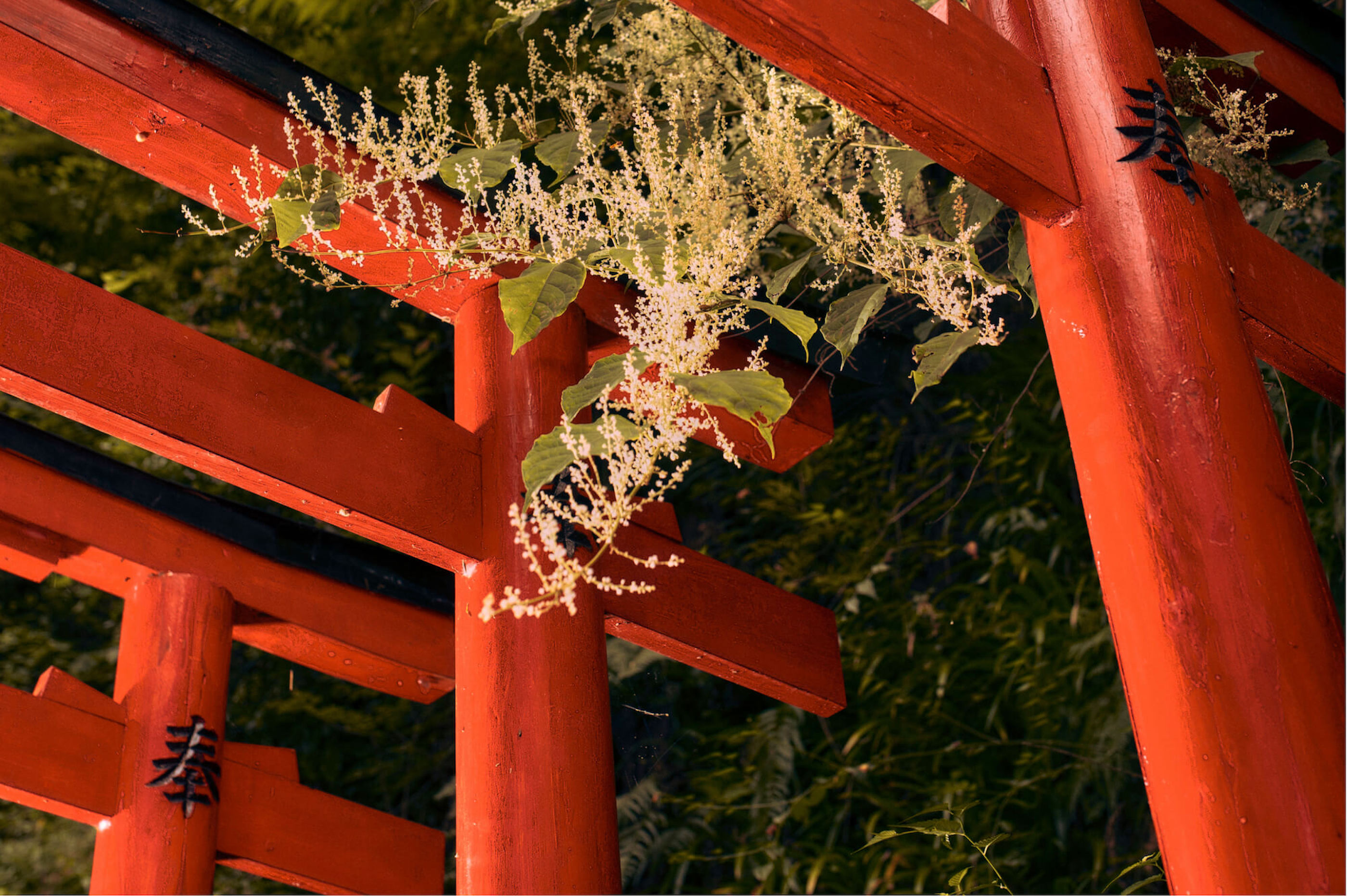 Close crop of the torii gates at Suntory’s Yamazaki Distillery, with foliage 