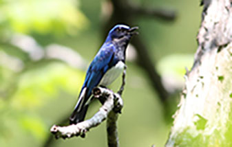 Blue-and-white Flycatcher