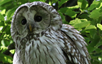 Ural Owl