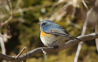 Red-flanked Bluetail