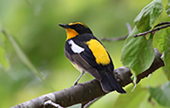 Narcissus Flycatcher