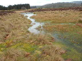 Restored peatland with a variety of marsh plants (Courtesy of Andrew McBride)