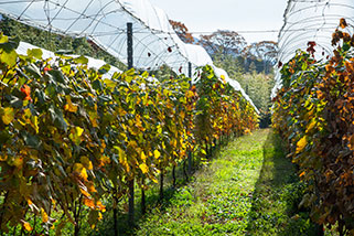 Vineyard with grass mulch at Suntory Tominooka Winery