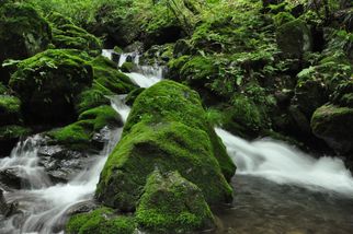 Suntory, Sustainability, Biodiversity