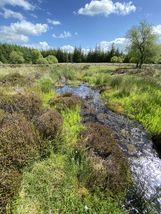 Peatland