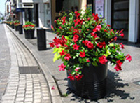 Planting for the Big Flower Project