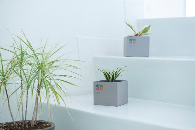 "GG," a gift of houseplants without soil