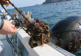Support to restore fishing-related facilities