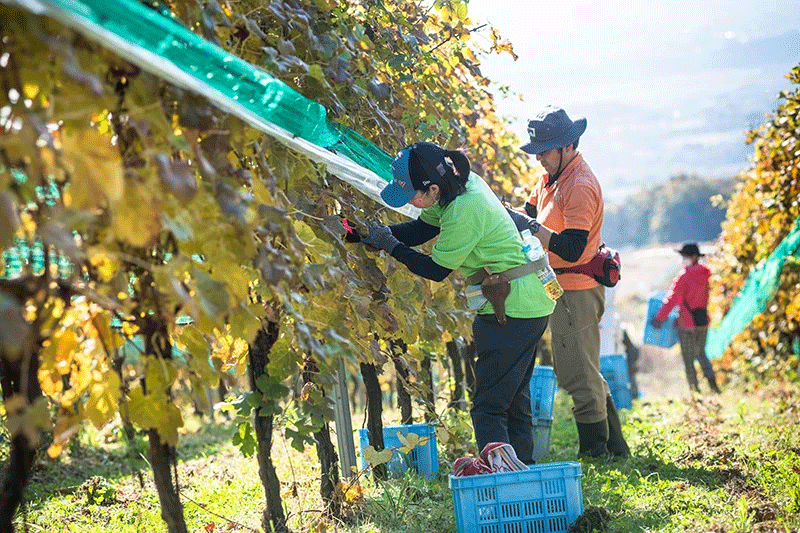 Each bunch of grapes is picked by hand. Suntory employees also help harvest the grapes as volunteers. Some people  participate every year from their interest in learning about the winemaking process and deepening their winemaking knowledge.