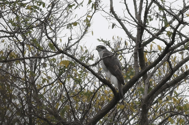 On the day of the photoshoot, we saw a young goshawk swooping majestically in the air. This shows that if you look carefully, you may be able to catch sight of raptors even in Tokyo.