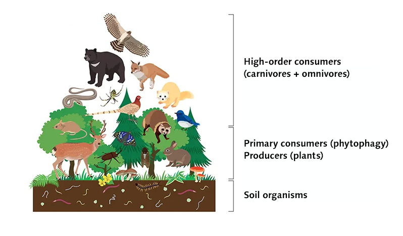 This diagram illustrates the forest biodiversity pyramid in Japan and shows how animals and plants are connected in the food chain. The ecosystem is like a pyramid, with more animals and plants occupying the middle and bottom layers than the high-order consumers at the top of the pyramid.