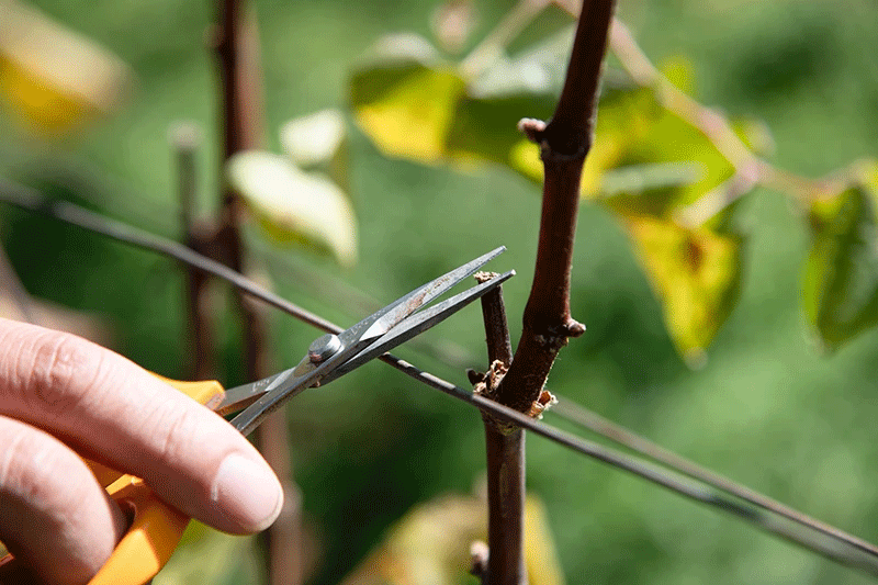 Secondary induced shoot cultivation is a method where the first shoot that grows is pruned, and the grape bunches that grow on second shoots coming out from the sides of the cut are harvested, which delays the harvest by 40 days. The grapes mature when temperatures are cooler, so they have higher sugar content concentrated in the pericarp (the fruit that surrounds the seeds), creating high-quality fruit.