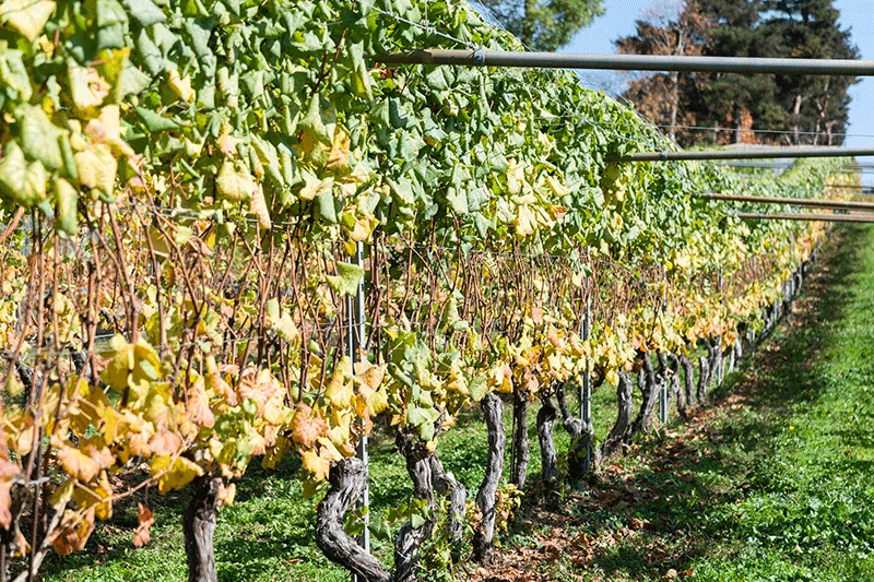 These grape vines have been pruned for secondary induced shoot cultivation. The leaves in the middle of the vines have been removed by hand to allow sunlight to reach the fruit. This additional effort produces high-quality grapes.