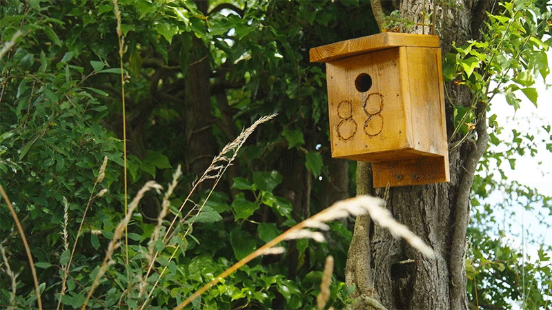 The plan has inspired farmers to install over 2,000 nest boxes across their farms and they have sown the equivalent of 116 rugby pitches with specific pollen and nectar seed mixes to encourage pollinating insects, great for wildlife and producing juicy blackcurrants.