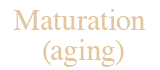 Maturation (aging)