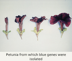 Petunia from which blue genes were isolated