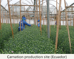 Carnation production site (Ecuador)
