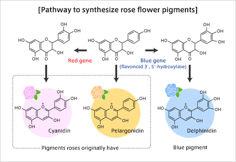 Pathway to synthesize rose flower pigments
