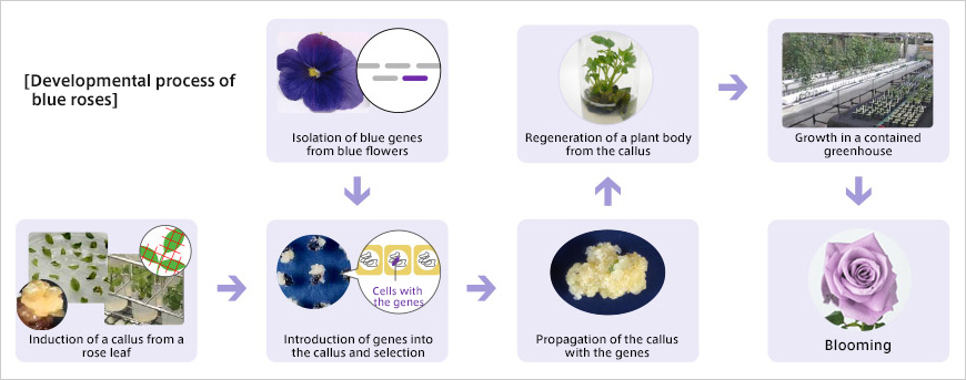 Developmental process of blue roses
