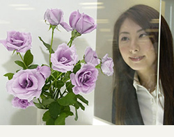 blue roses