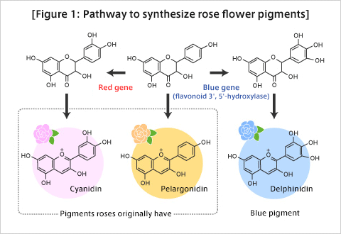 Figure 1: Pathway to synthesize rose flower pigments