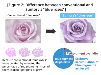 Figure 2: Difference between conventional and Suntory's "blue roses"