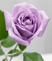 "blue roses"