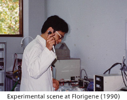 Experimental scene at Florigene (1990)