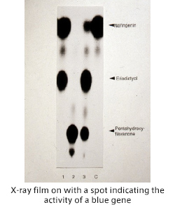 X-ray film on with a spot indicating the activity of a blue gene