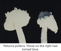 Petunia pollens. Those on the right had turned blue.