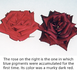 The rose on the right is the one in which blue pigments were accumulated for the first time. Its color was a murky dark red.