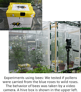 Experiments using bees: We tested if pollens were carried from the blue roses to wild roses. The behavior of bees was taken by a video camera. A hive box is shown in the upper left.