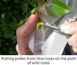Putting pollen from blue roses on the pistil of wild roses