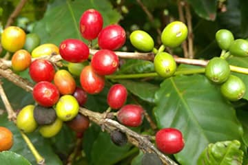 Raw coffee beans