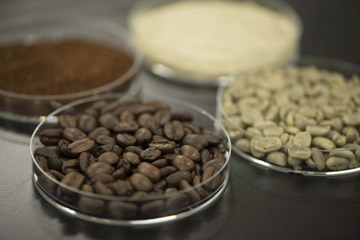 Roasted coffee beans (left) and raw beans before roasting (right)