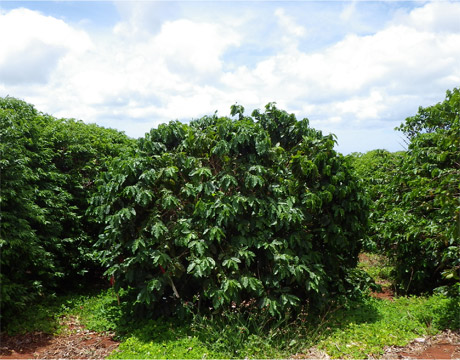 Coffee trees at the Hawaii Agriculture Research Center