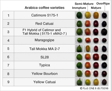 Nine cultivars of harvested coffee fruits at four levels of ripeness