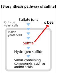 Biosynthesis pathway of sulfite
