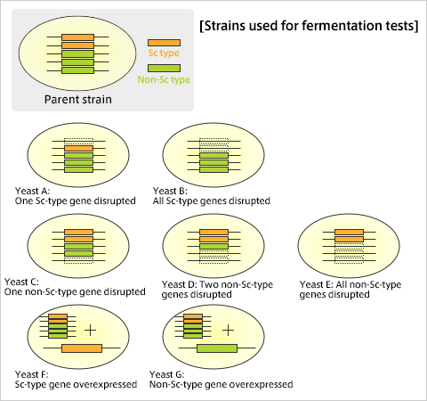 [Strains used for fermentation tests]