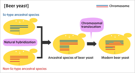 Relationship between chromosomes and the genome