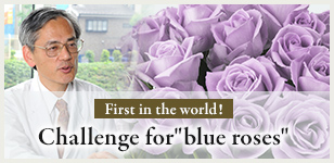 First in the world! Challenge for blue roses