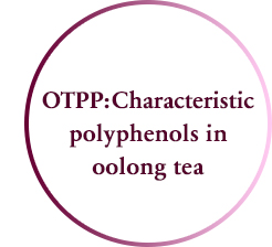 OTPP: Characteristic polyphenols in oolong tea
