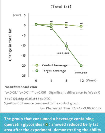 The group that consumed a beverage containing quercetin glycosides (    ) showed reduced belly fat area after the experiment, demonstrating the ability