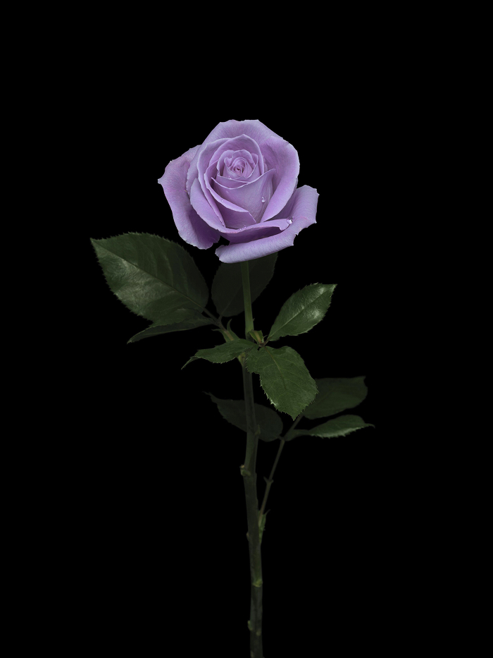 Outline of the development