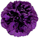 Moonseries Velvet Blue