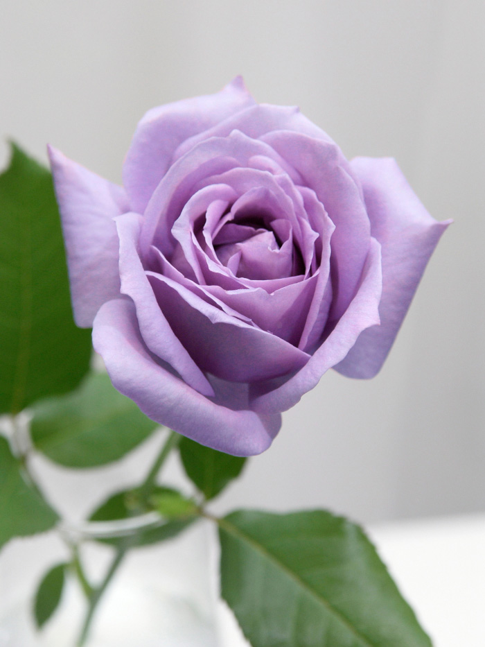 Stories of development