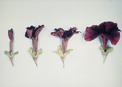 Petunia from which blue genes were isolated