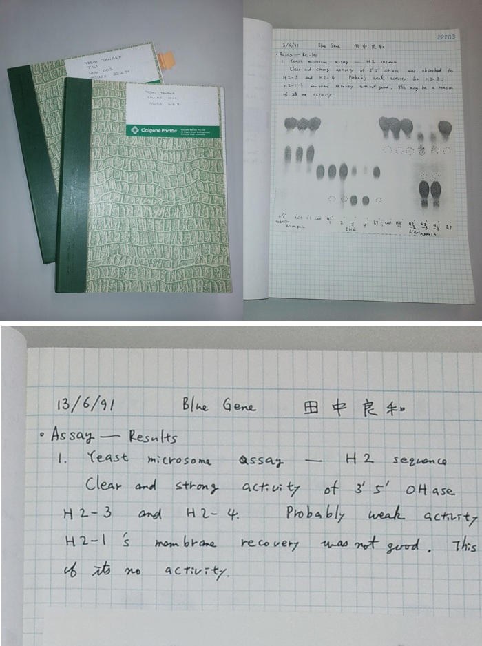 A page of a laboratory notebook filled on June 13, 1991
