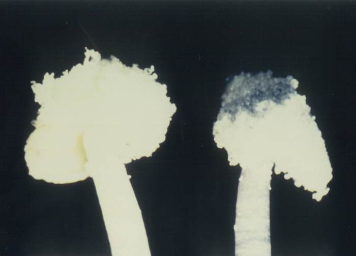 Petunia pollens. Those on the right had turned blue